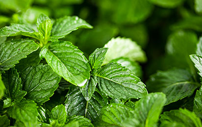 公司简介 Introduction